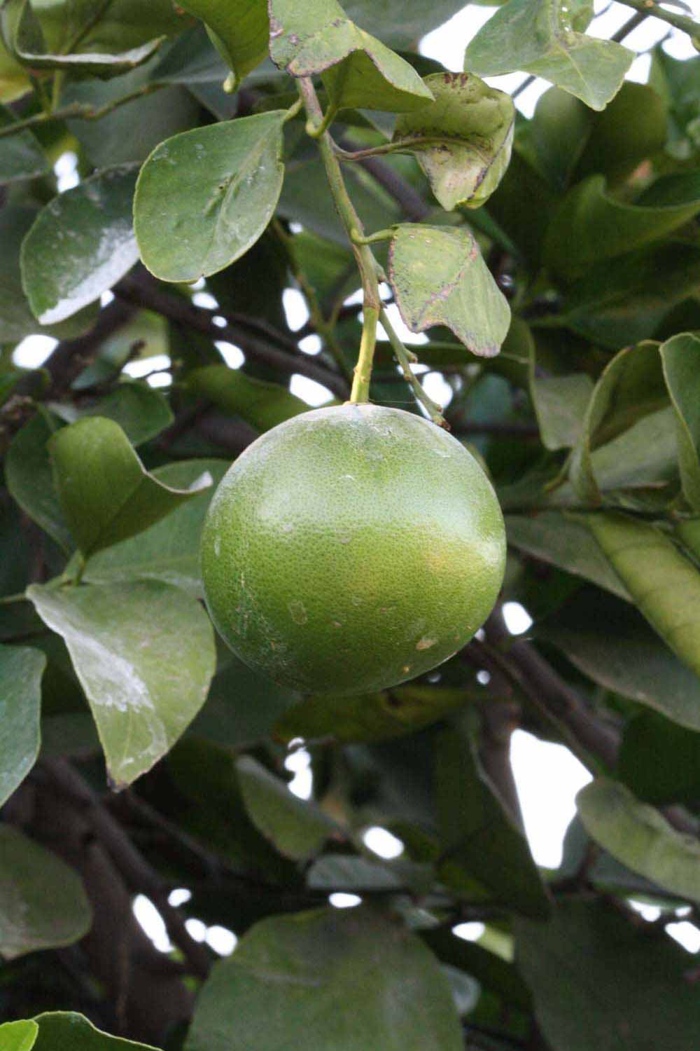            Immature fruit (Riverside, CA)   